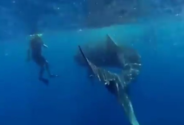 Snorkeler gets hit by whale shark’s tail when being too close (VIDEO