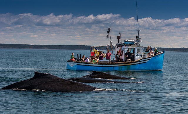 whale watching tours acadia maine