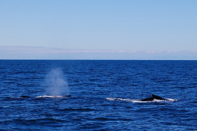 Beautiful photos of Whale Watching in Maine | BOOMSbeat