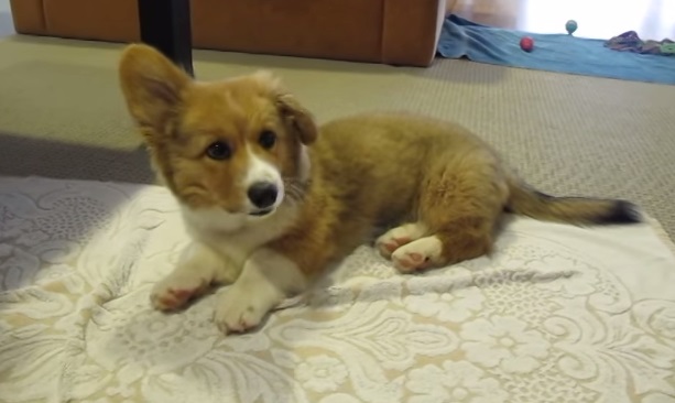 Puppy has the hiccups (VIDEO) | BOOMSbeat