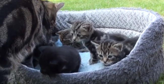 Video Captures Beautiful Cat Giving Birth To 6 Wonderful Little Kittens And Raising Them Video