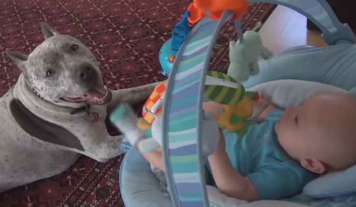 Nanny dog (VIDEO) | BOOMSbeat