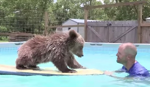Taking care of two adorable baby bears (VIDEO) | BOOMSbeat