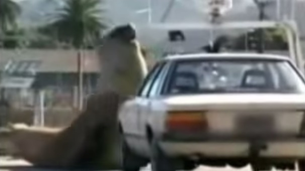 Elephant Seal attacks cars (VIDEO) | BOOMSbeat