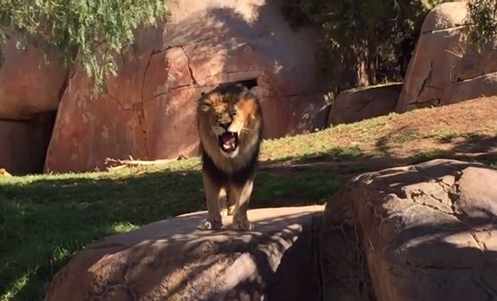 Lion's roar at San Diego Zoo Safari Park (VIDEO) | BOOMSbeat