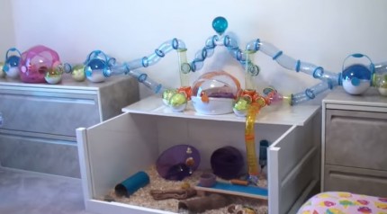 All Hamster Loves Are Invited To A Hamster Room Tour Video