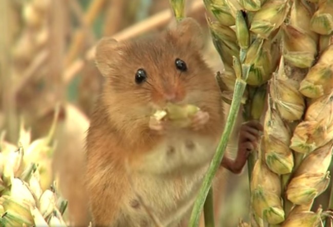 Meet Harvest Mice Video Boomsbeat