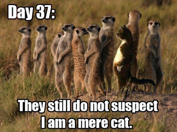 Day 37 They Still Do Not Suspect I Am A Mere Cat BOOMSbeat Day 37 They Still Do Not Suspect I Am A Mere Cat BOOMSbeat