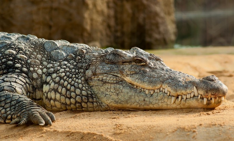 Florida Invaded By Man-Eating Nile Crocodiles