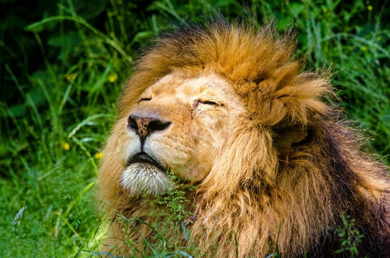 Zookeepers shoot naked man with tranquiliser while trying to save him from lions