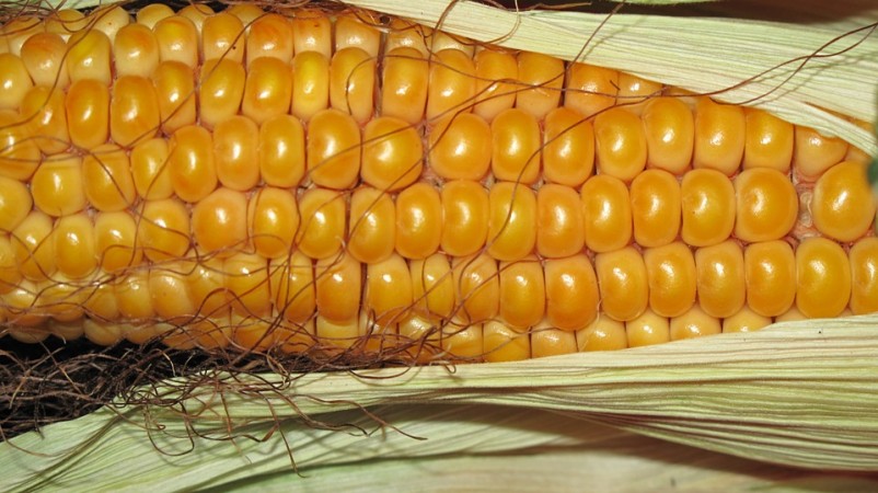 80 Percent of Americans Want to Label Food That Contains DNA