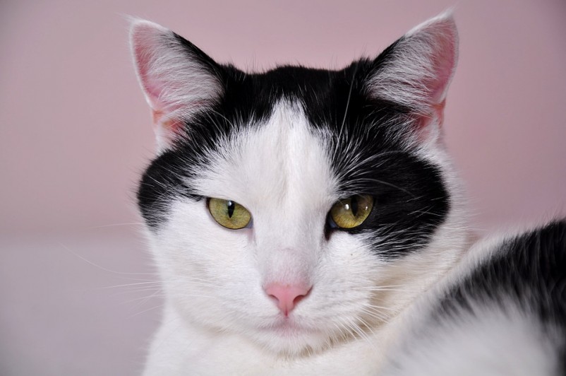 Foreign Office cat accused of being EU spy