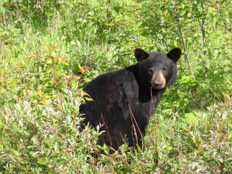NC woman says black bear sniffed, licked her while she did yoga