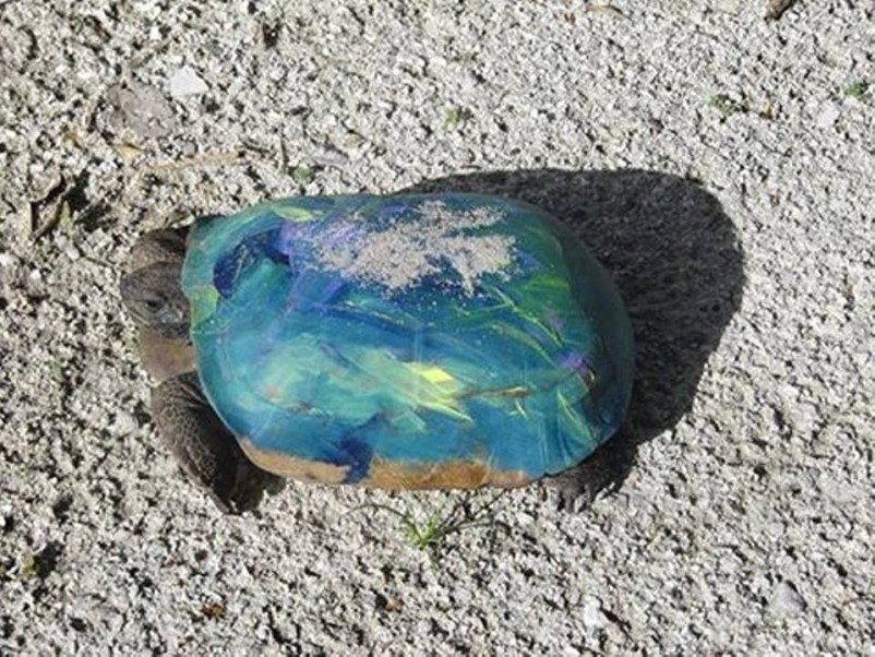 Please don’t paint Florida turtles, wildlife cops plead