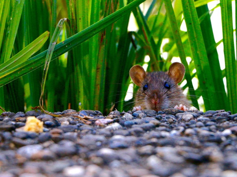 20 Facts About Rats