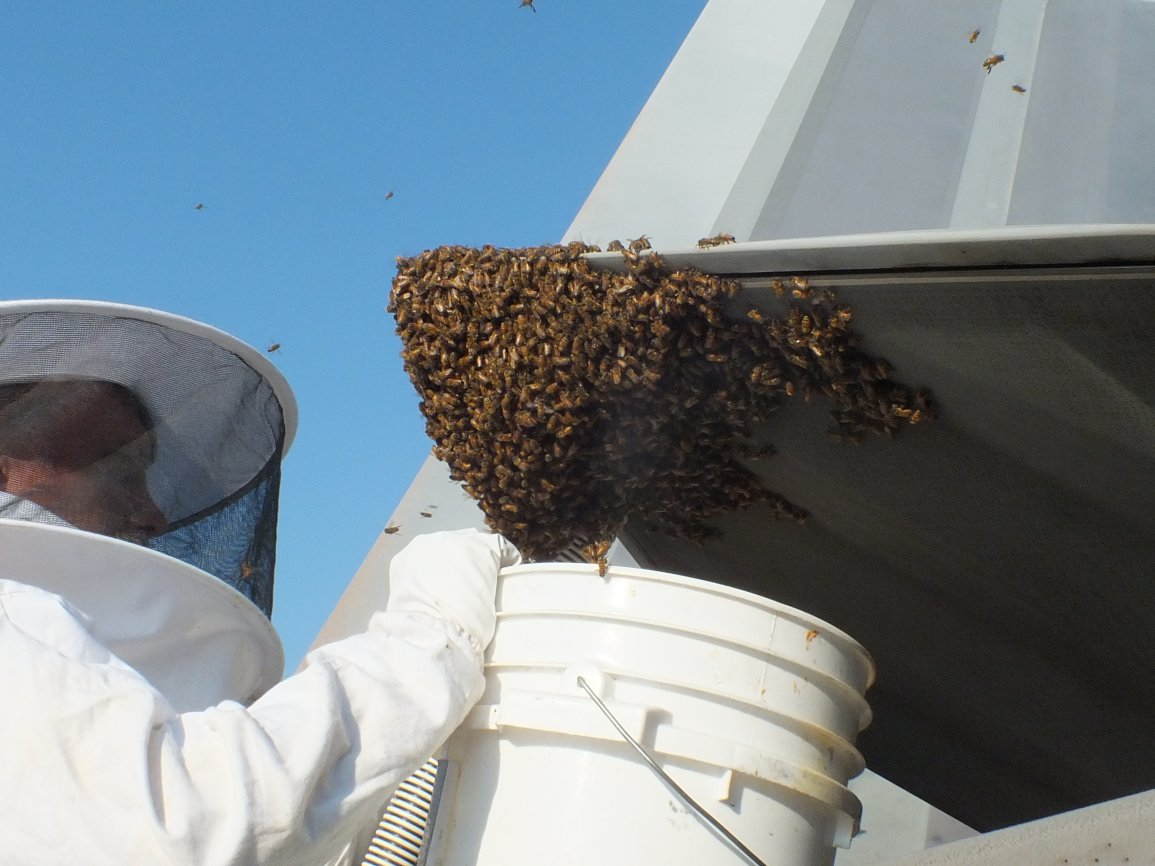 (PHOTO) F-22 Raptor grounded by 20,000 bees | BOOMSbeat