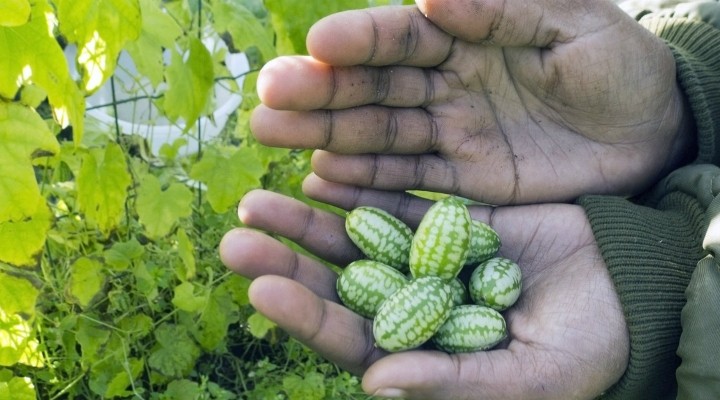 Cucamelons Are The Most Adorably Refreshing Fruit You Need To Be Eating This Summer