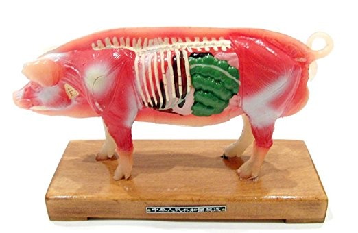If You Want to Become an Acupuncturist, You need this Acupuncture Pig Model