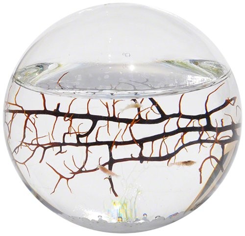 (VIDEO Review) EcoSphere Closed Aquatic Ecosystem, Small Sphere