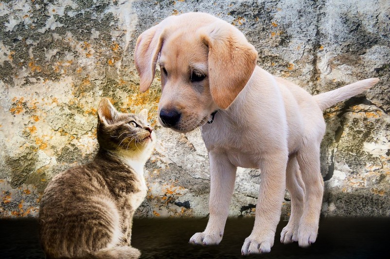 21 Things You Need to Know before Using Pet Sitting Service