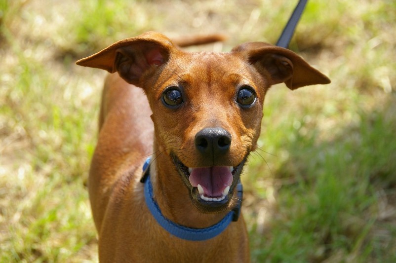 5 Things You Should Know Before Selecting Best Dog vaccine