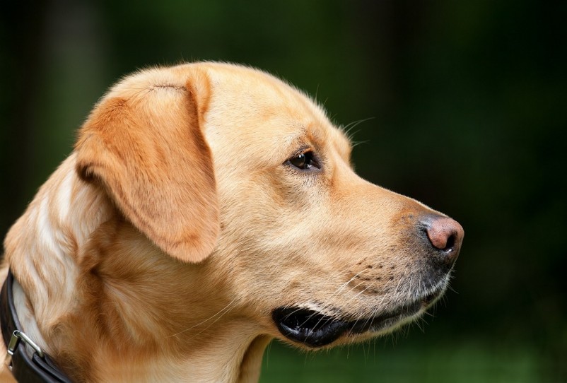 21 things you need to know before choosing best dog funeral service