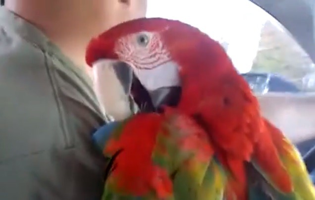 Funny Parrot Begins A Hilarious Debate With His Owner