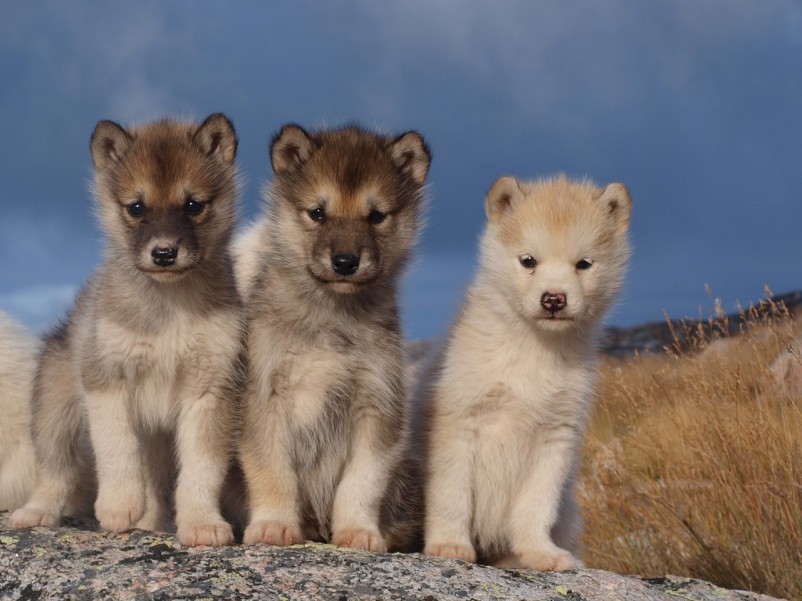 (PHOTOS) 33 Cutest Puppies of All Time | BOOMSbeat