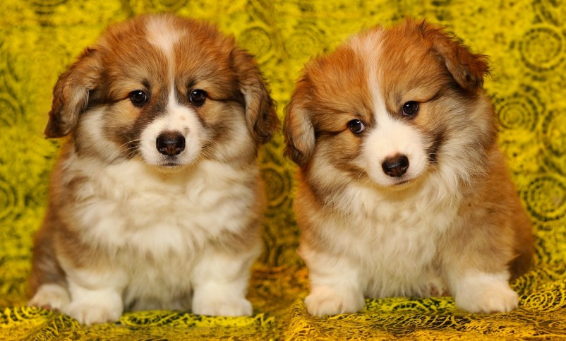 (PHOTOS) 33 Cutest Puppies of All Time | BOOMSbeat