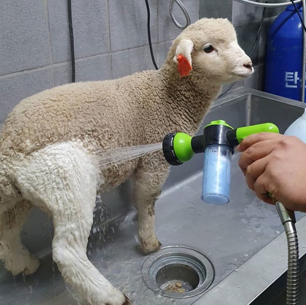 Sheep Cafe Sheep Cafe