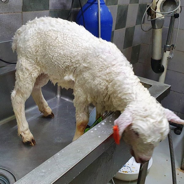Sheep Cafe Sheep Cafe