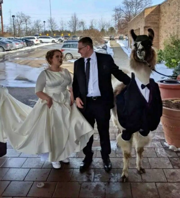 llama llama