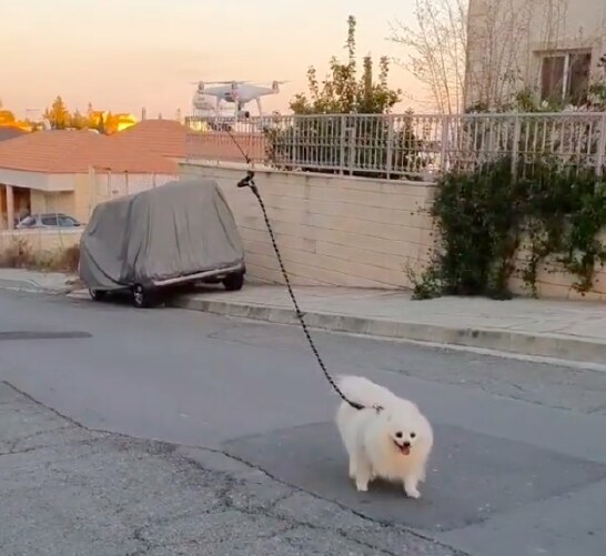 dog dog