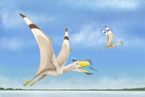 Fourth Pterosaur Fourth Pterosaur
