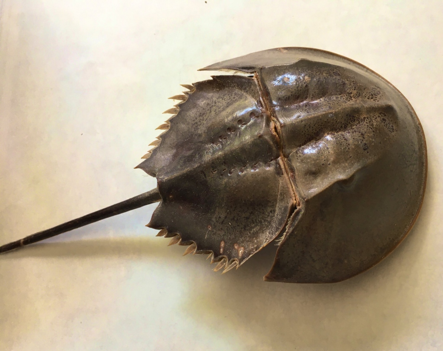 Harvesting Horseshoe Crab Blood Could Be A Multimillion Dollar Business ...