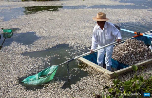 Dead Fish in Mexico Dead Fish in Mexico