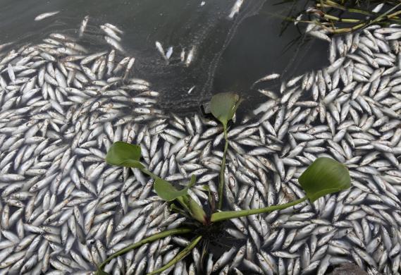 Dead Fishes in Mexico Dead Fishes in Mexico