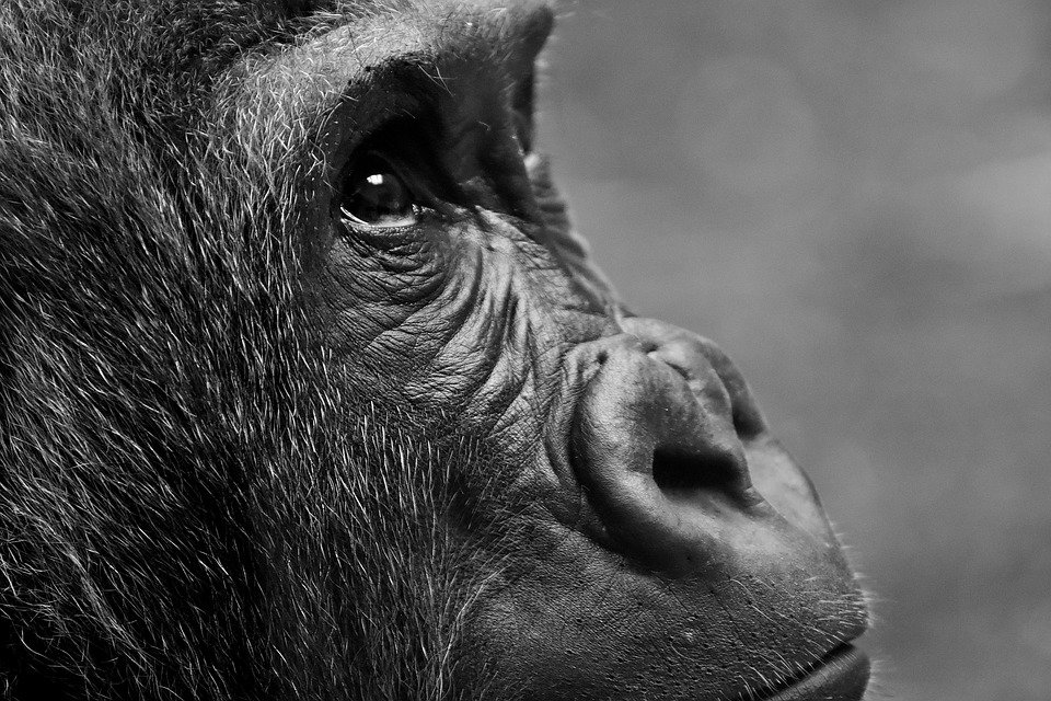 gorilla film production software keygen cracks