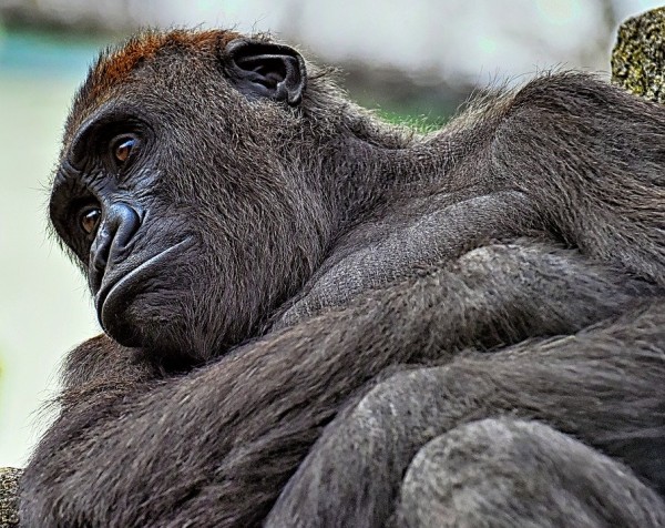 Gorilla Gorilla