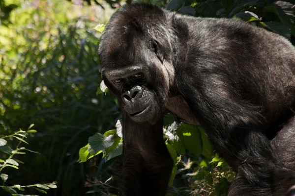 Gorilla Gorilla