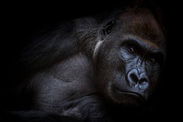 Gorilla Gorilla