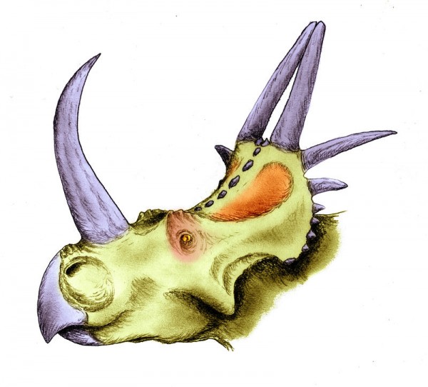 Stellasaurus Stellasaurus