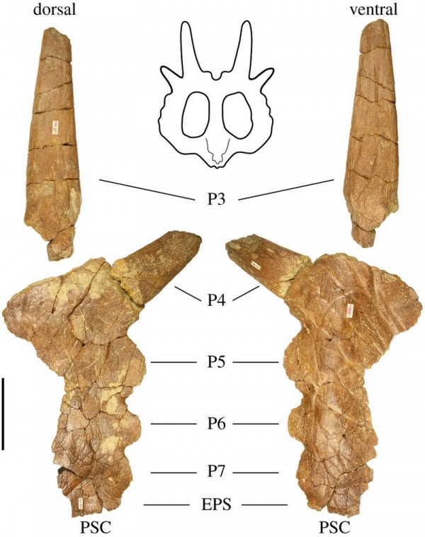 Stellasaurus Stellasaurus