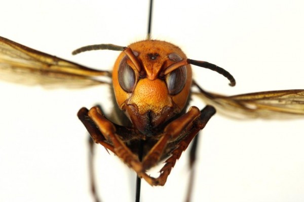 Murder Hornet Murder Hornet