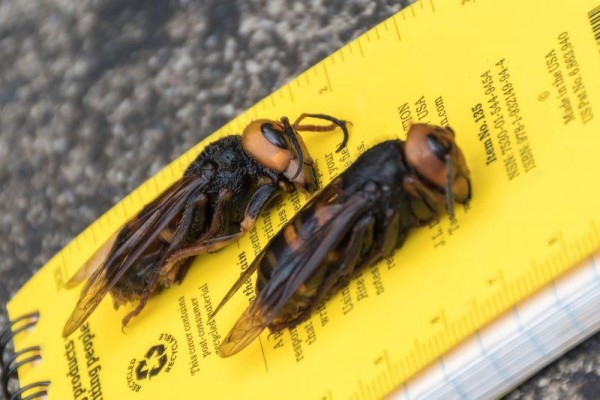 Murder Hornet Murder Hornet