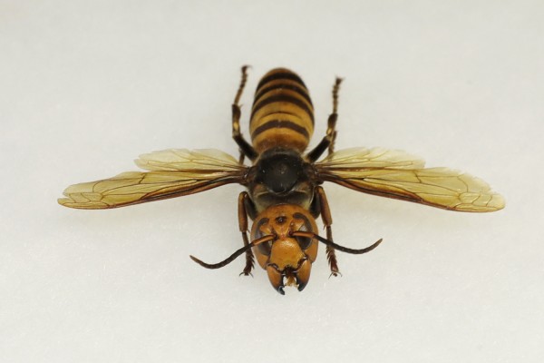 Murder Hornet Murder Hornet