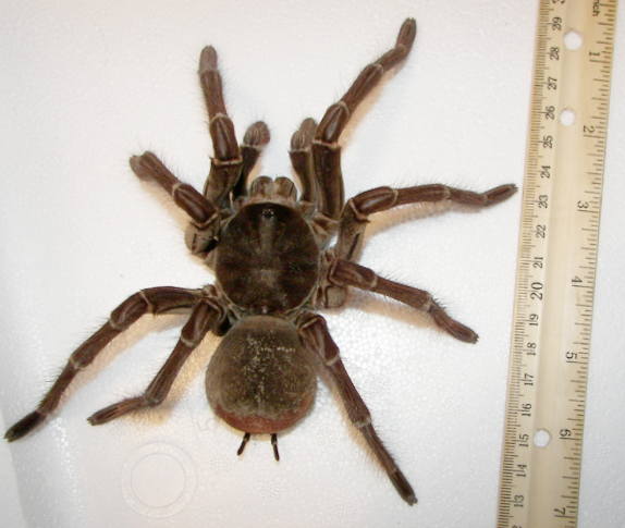 Goliath Birdeater Goliath Birdeater