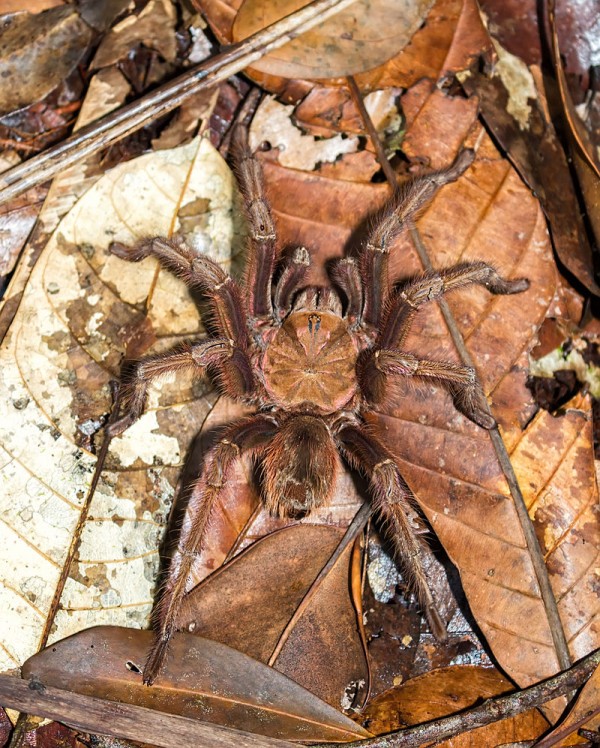 Goliath Birdeater Goliath Birdeater