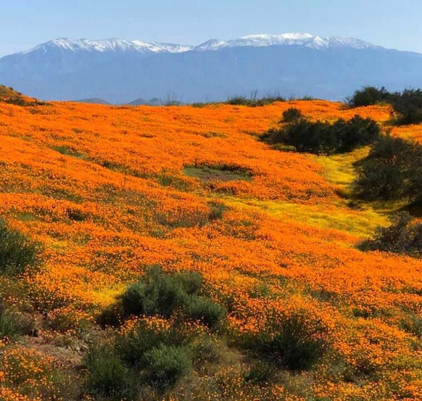 Superbloom 2020 Superbloom 2020