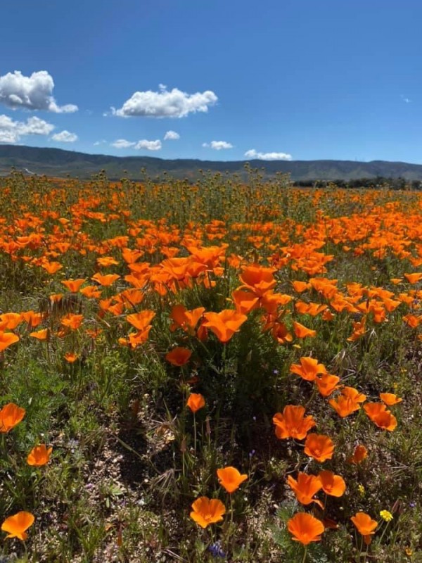 Superbloom Superbloom